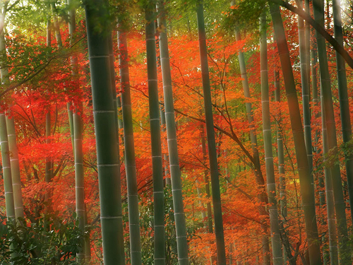 Mùa thu rừng tre Sagano cũng đổi sắc màu 