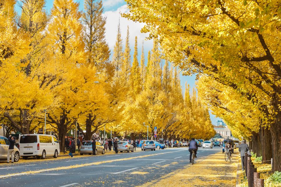Cung đường ngập tràn sắc vàng ấn tượng vào mùa thu